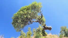 Triund Trek (8)