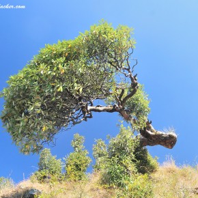 Triund Trek: Hobnobbing with the Himalayas