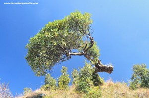 Triund Trek (8)