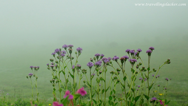 Kas Plateau 8