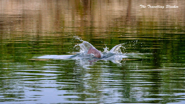 River Dolphin Brahmaputra 1 001