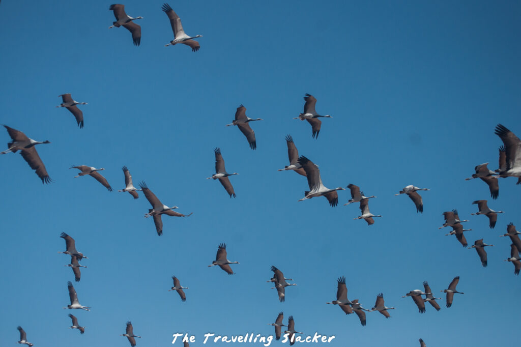 Flying demoiselle cranes