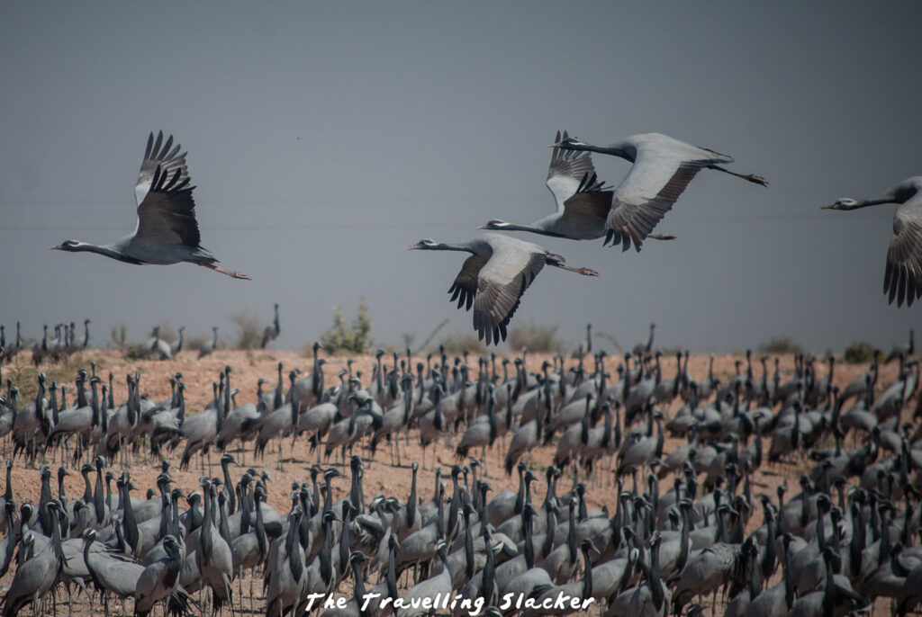 Khichan Cranes