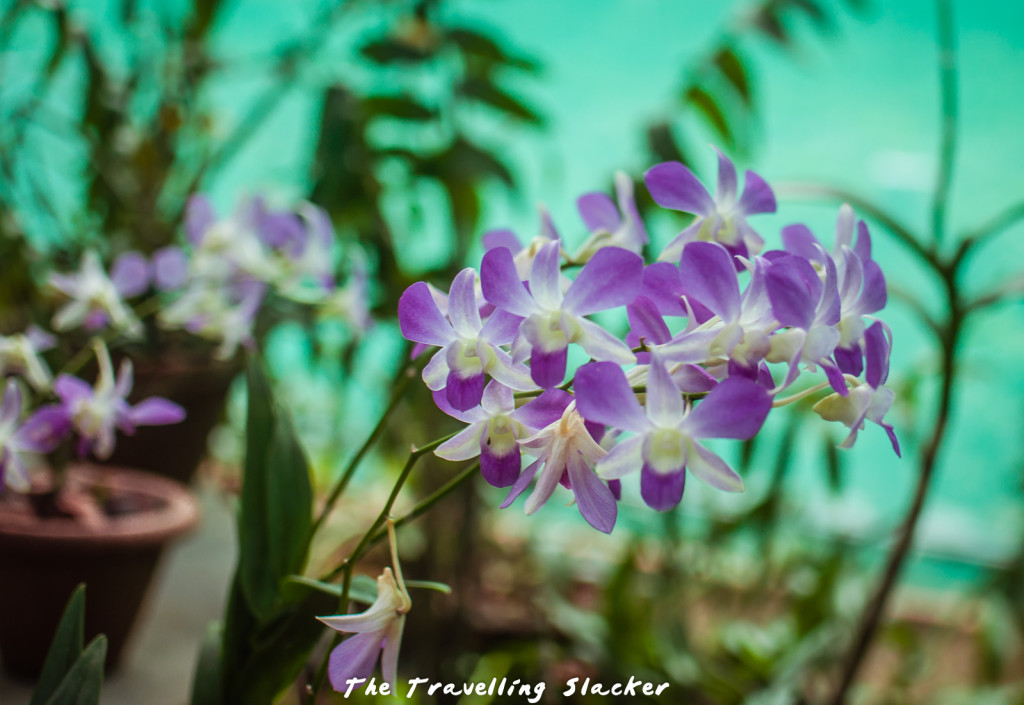 Orchid Garden 6