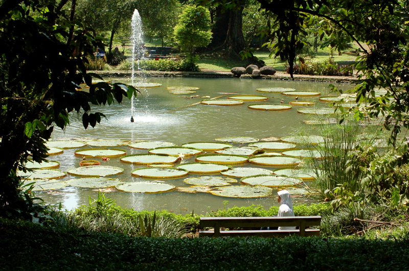 Bogor_Botanic_Gardens_lily_pond