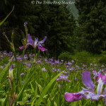 Shoja to Jalori Pass: Slopes of Iris