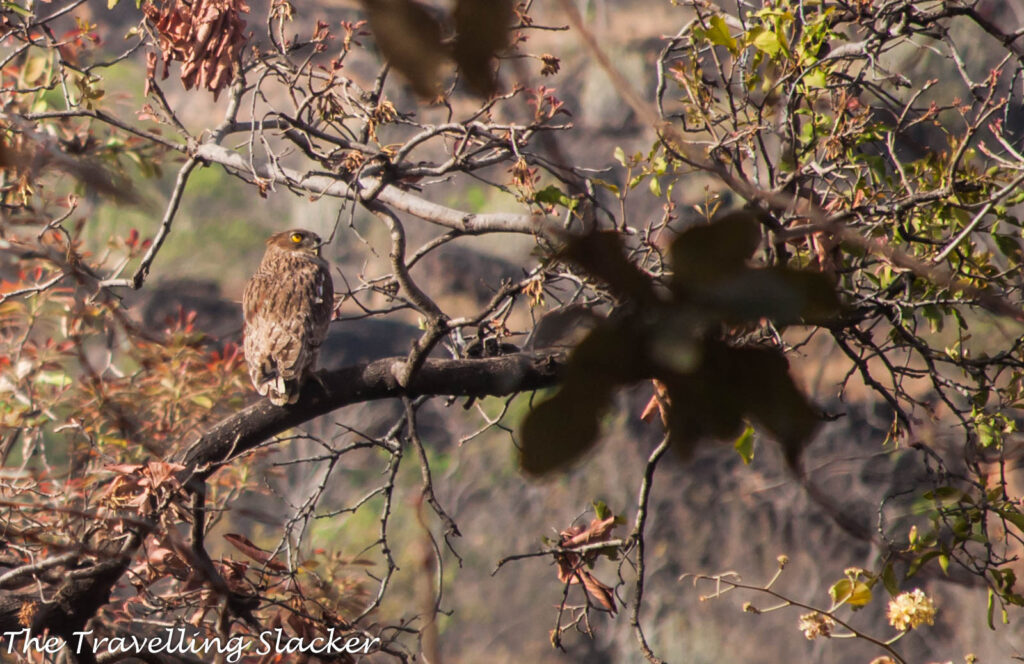 Satpura Brown Fish Owl