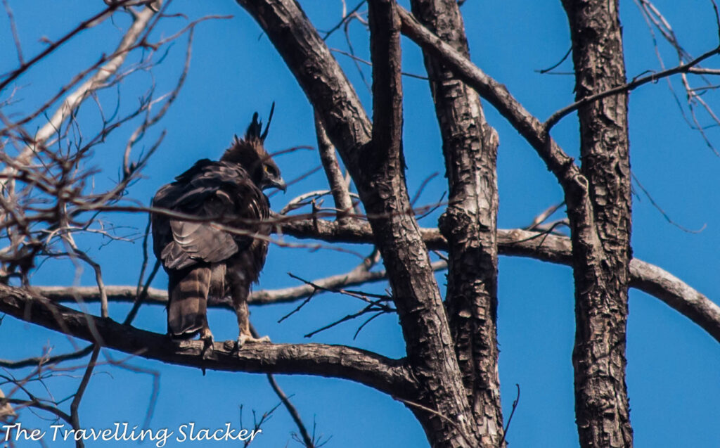 Satpura Crested Hawk Eagle
