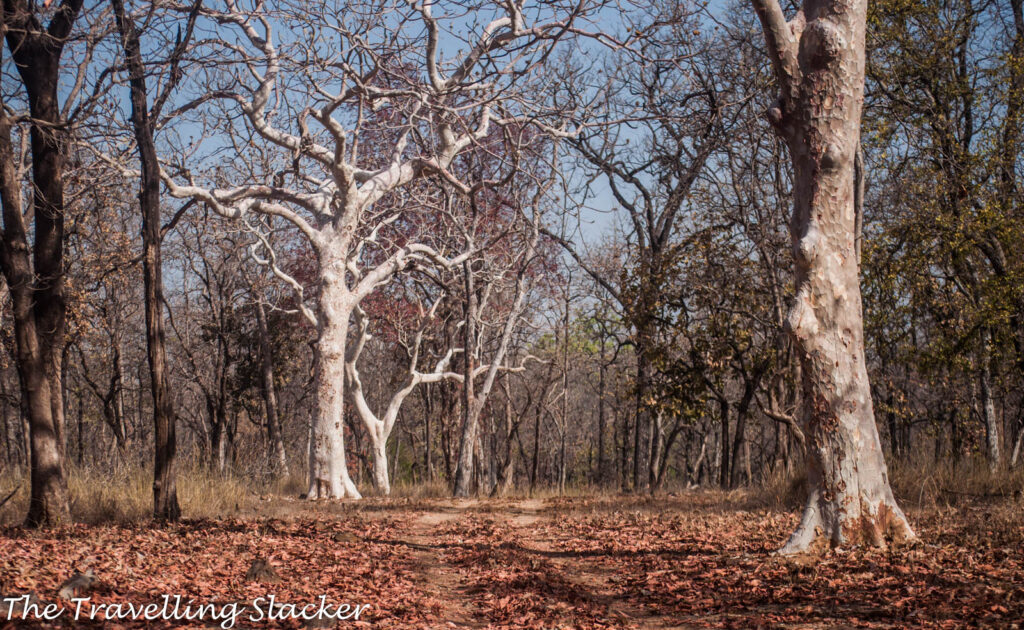 Satpura Ghost Tree