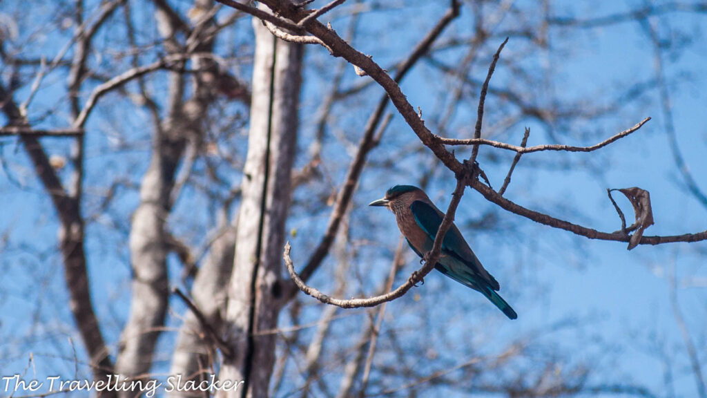 Satpura Indian Roller