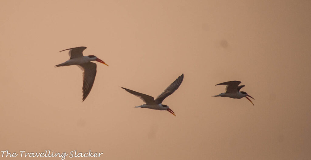 Satpura Indian Skimmer 4