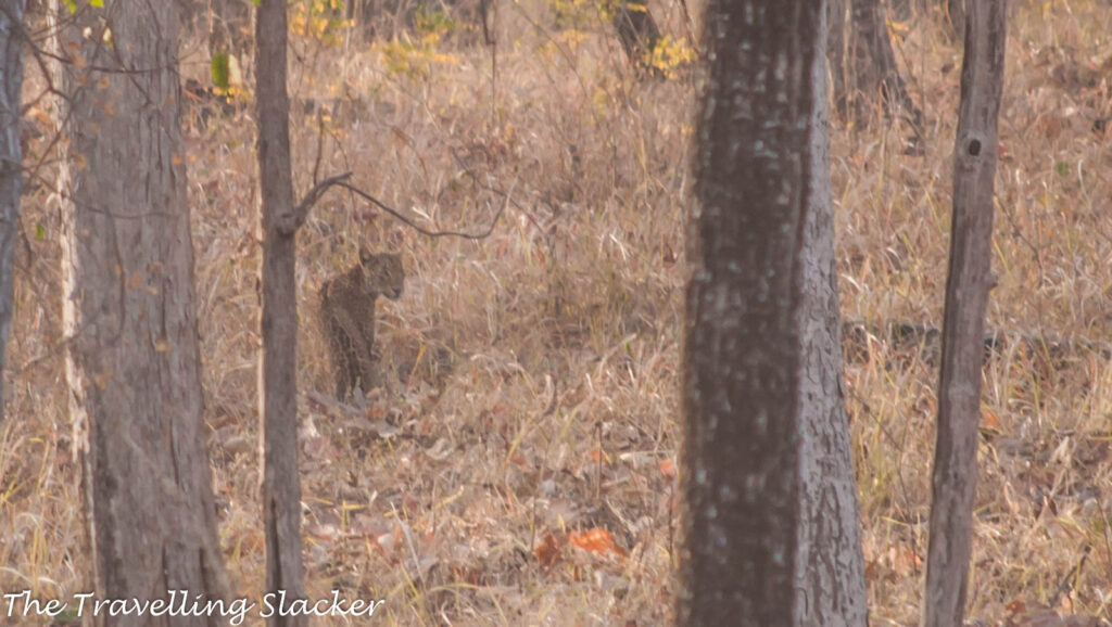 Satpura Leopard