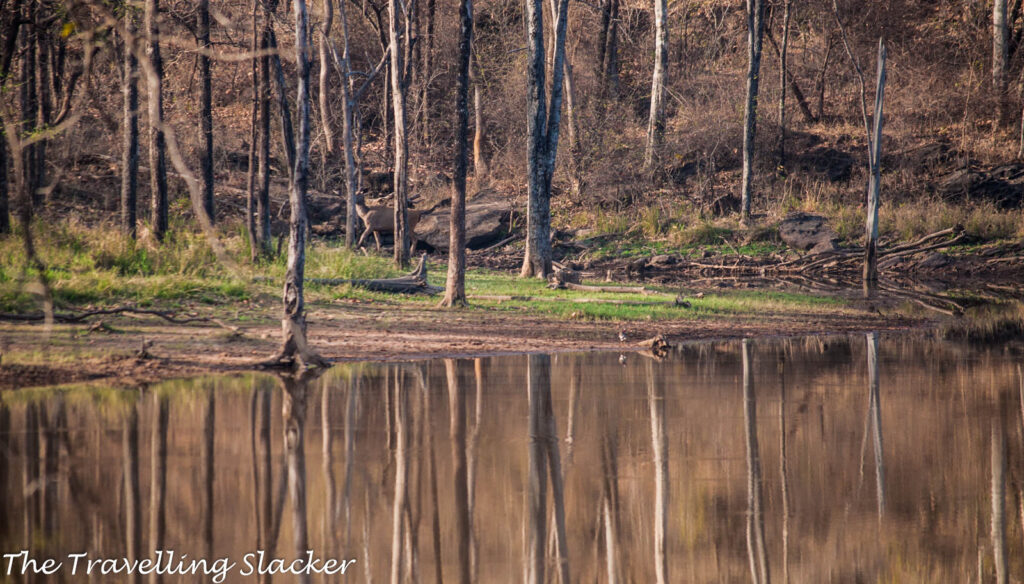 Satpura Sambar Deer 4