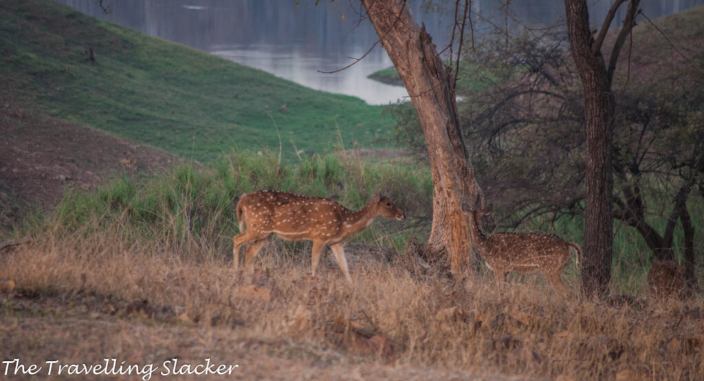 Satpura Spotted Deer 1