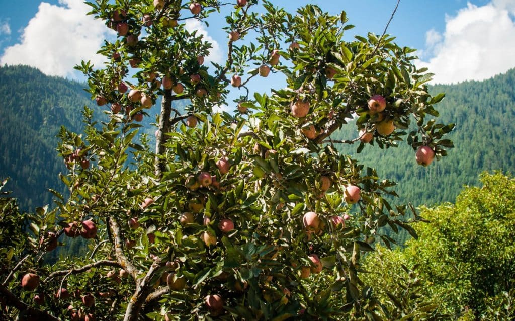 Apple Belt Ripe September Apples