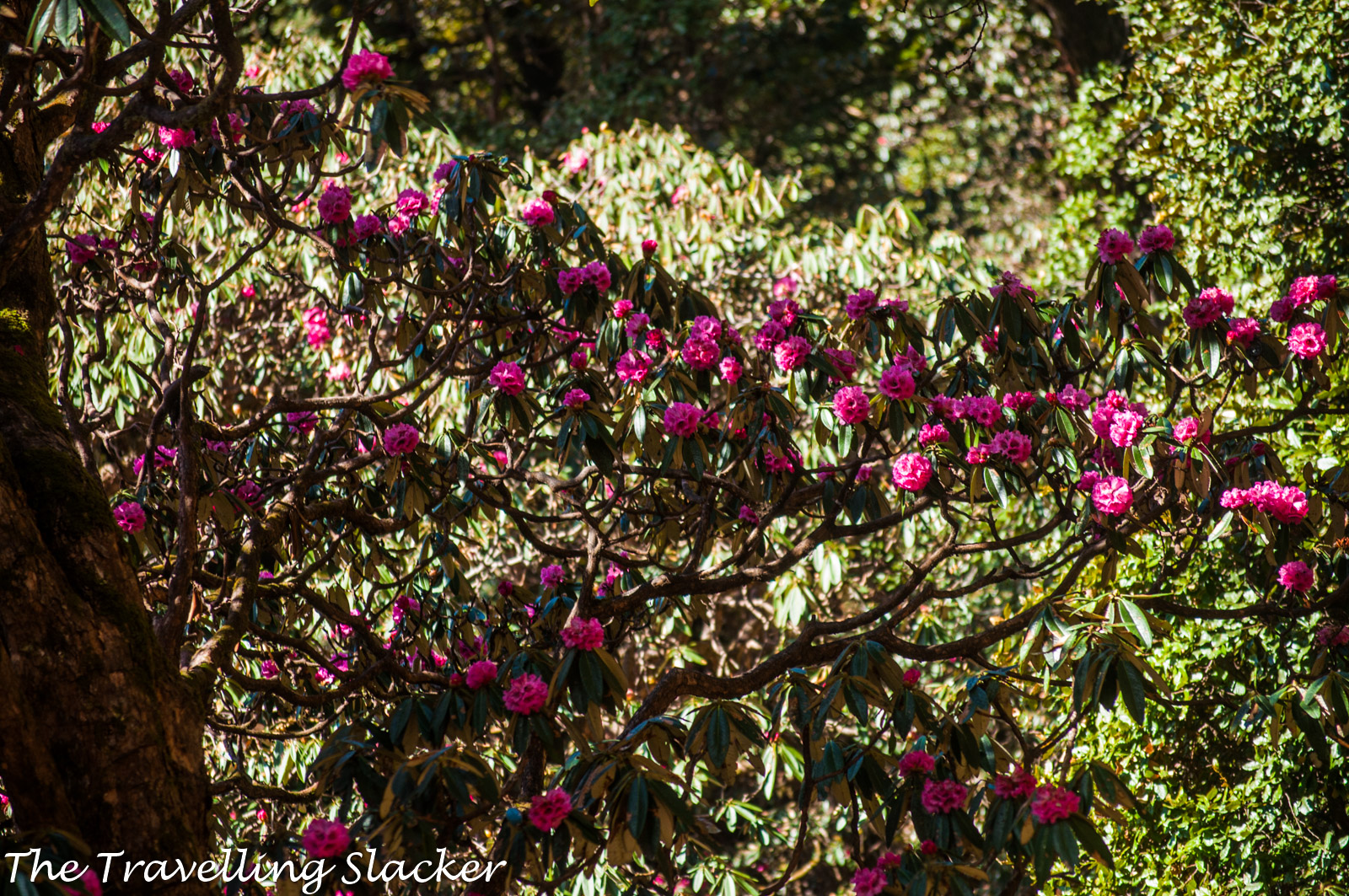 Chopta Rhododendrons 1