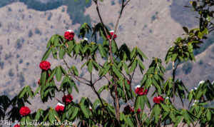 Chopta Rhododendrons 10