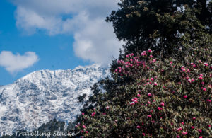 Chopta Rhododendrons 12