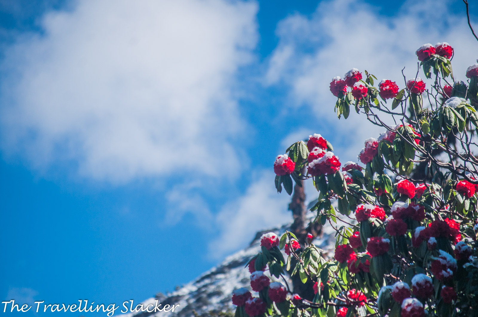 Chopta Rhododendrons 15