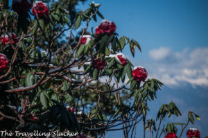 Chopta Rhododendrons 16