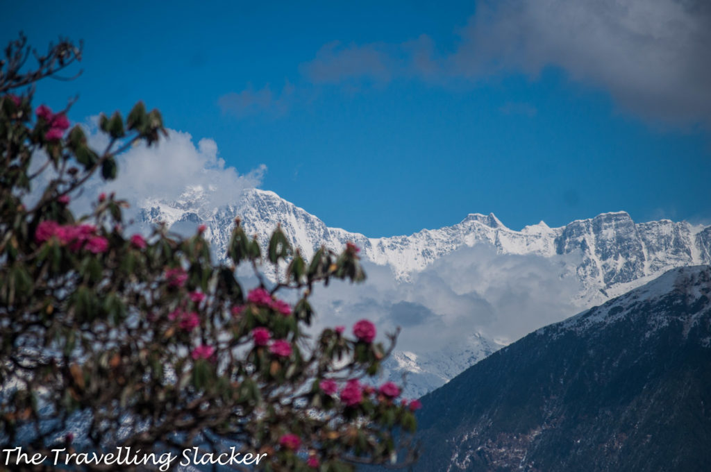 Chopta Rhododendrons 18
