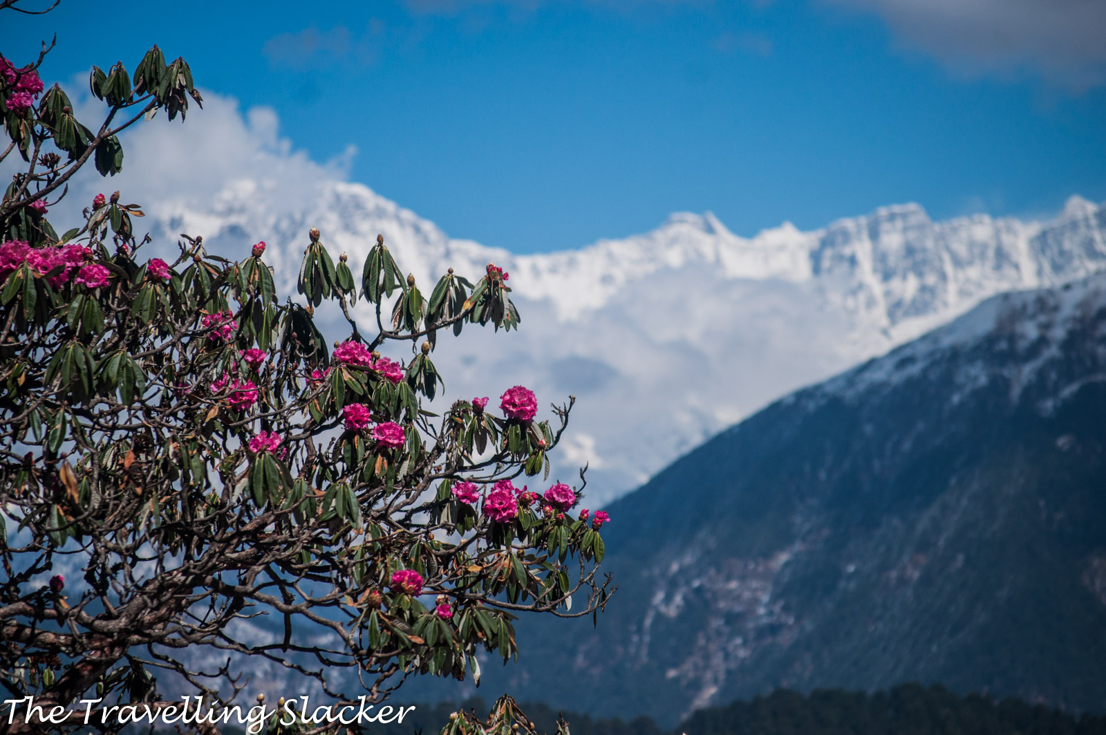 Chopta Rhododendrons 19