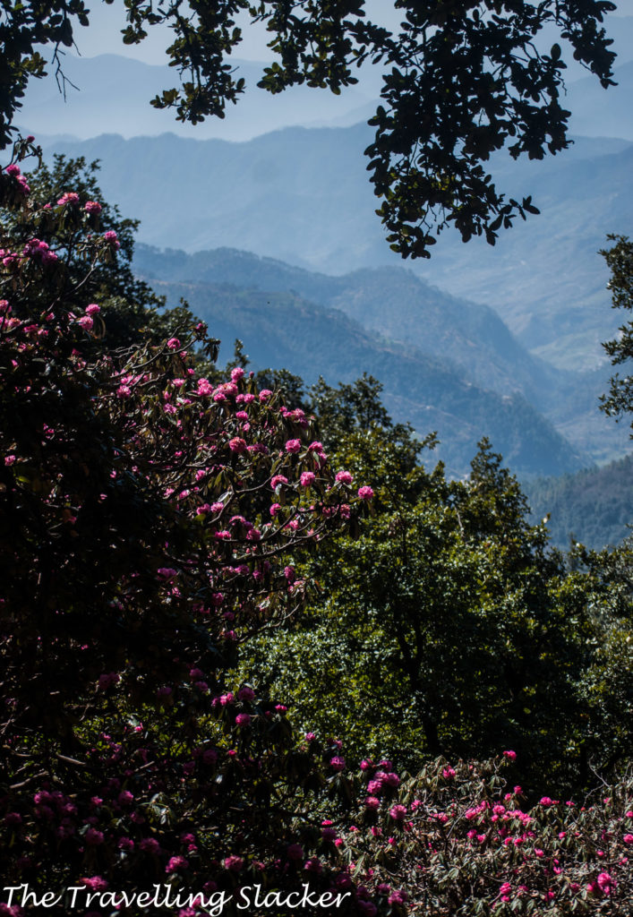 Chopta Rhododendrons 2