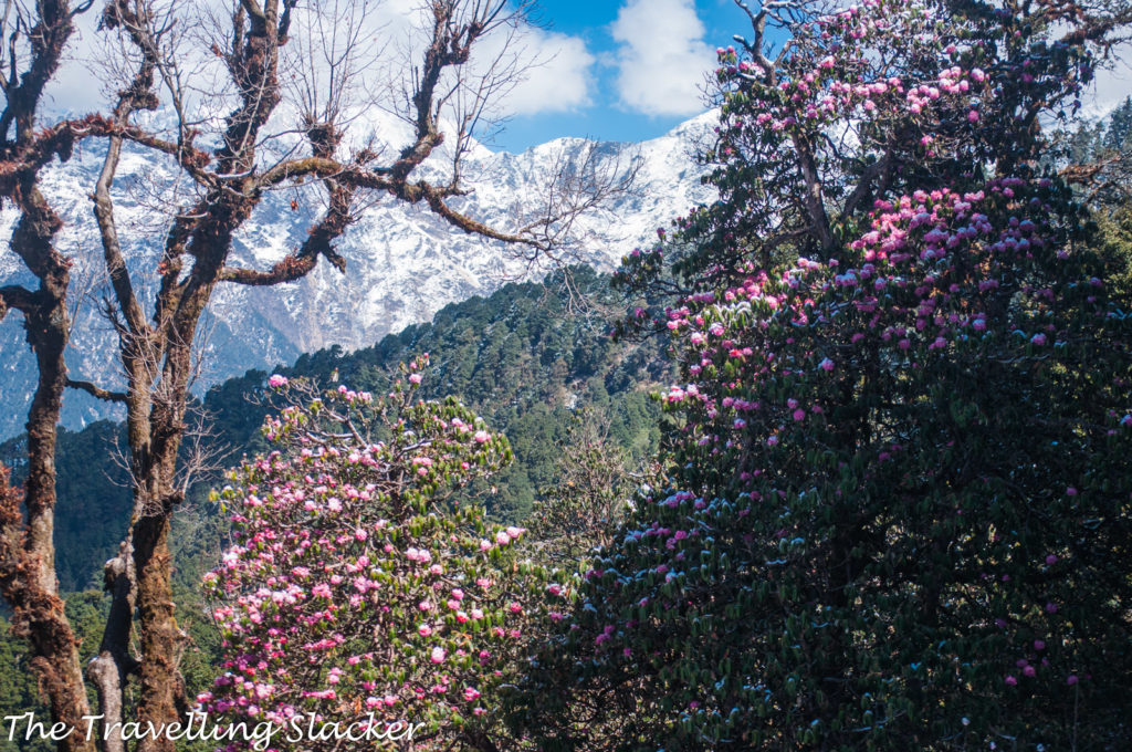 Chopta Rhododendrons 20