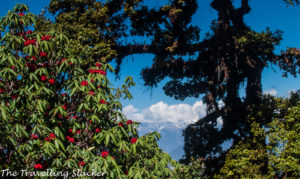 Chopta Rhododendrons 7