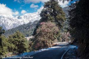 Chopta Rhododendrons 8