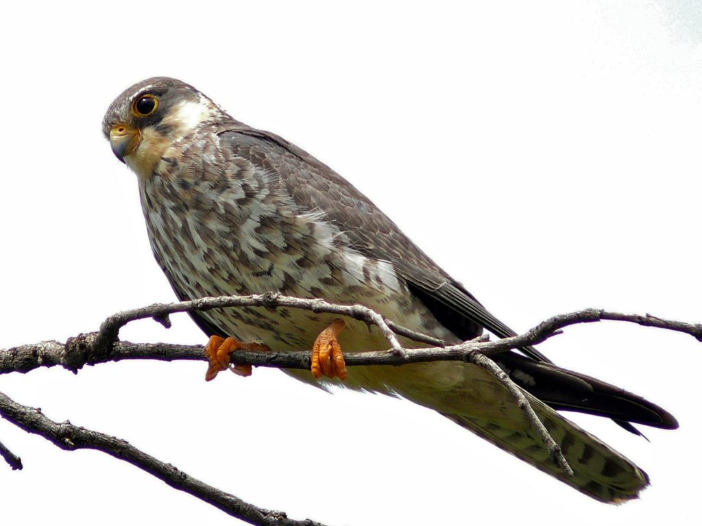 Amur Falcon Falco amurensis female 6035814718