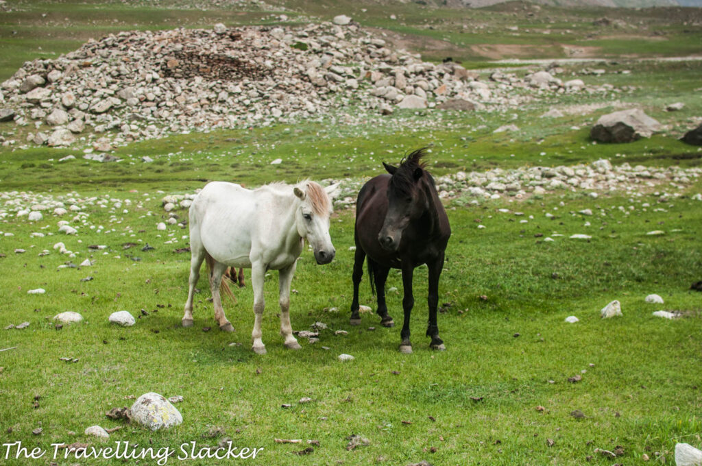 Miyar Valley Trek 19