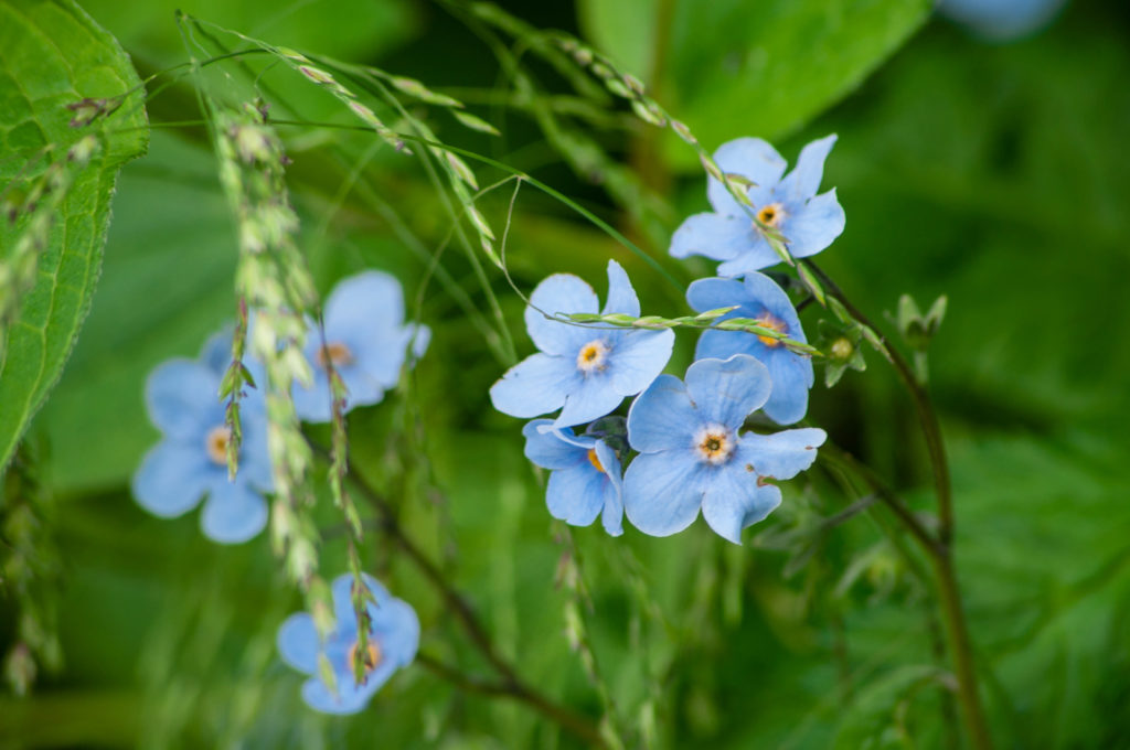 Valley of Flowers 2