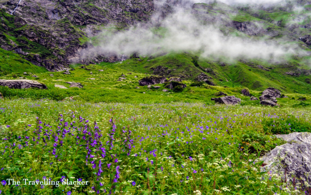 Valley of Flowers 9