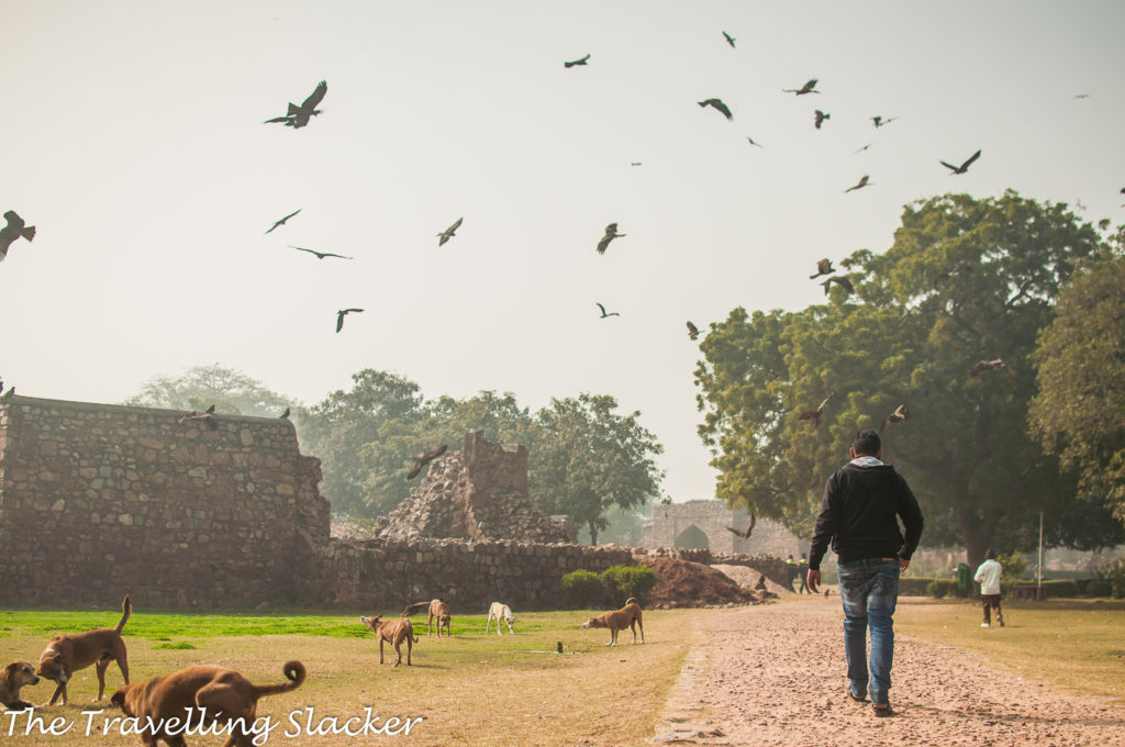 Feroz Shah Kotla 13