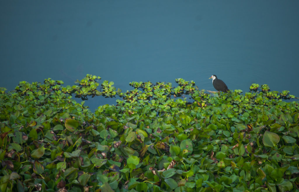 Majuli Images 22