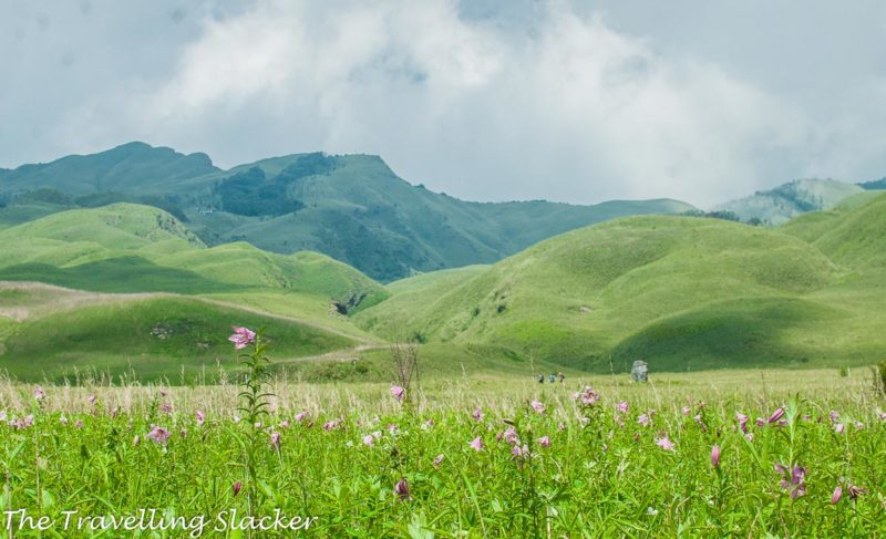 Dzukou Valley Trek: Dzukou Lily Season | The Travelling Slacker