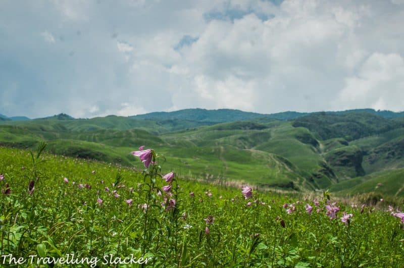 Dzukou Valley Trek: Dzukou Lily Season | The Travelling Slacker