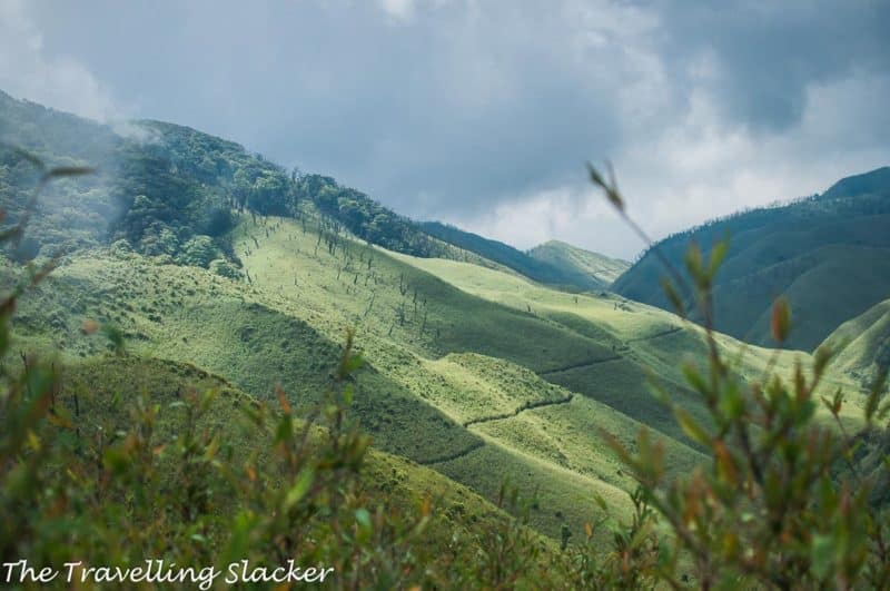Dzukou Valley Trek: Dzukou Lily Season | The Travelling Slacker