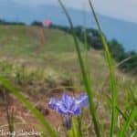 Shirui Kashong Trek: Irises Before the Lilies