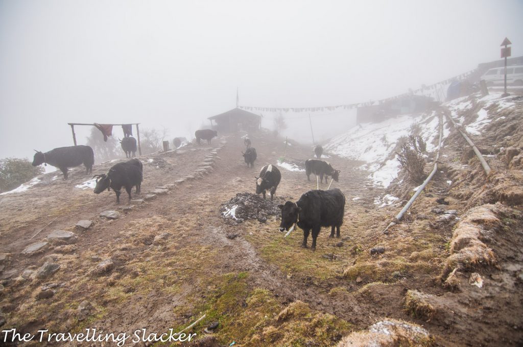 Arunachali Brokpa 3