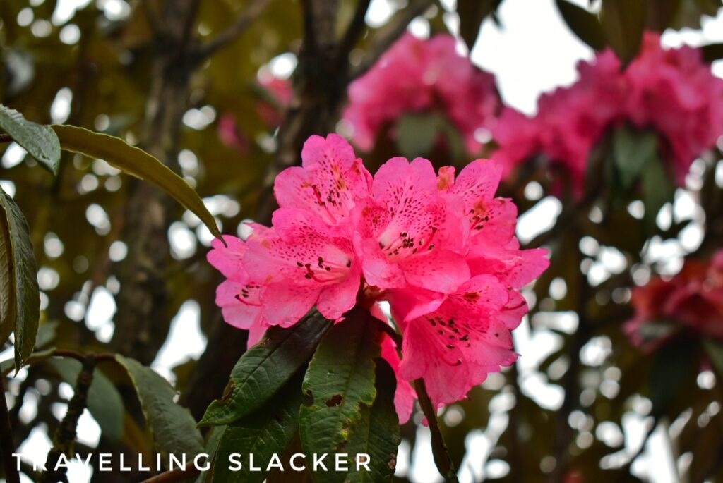 Pink Rhododendron