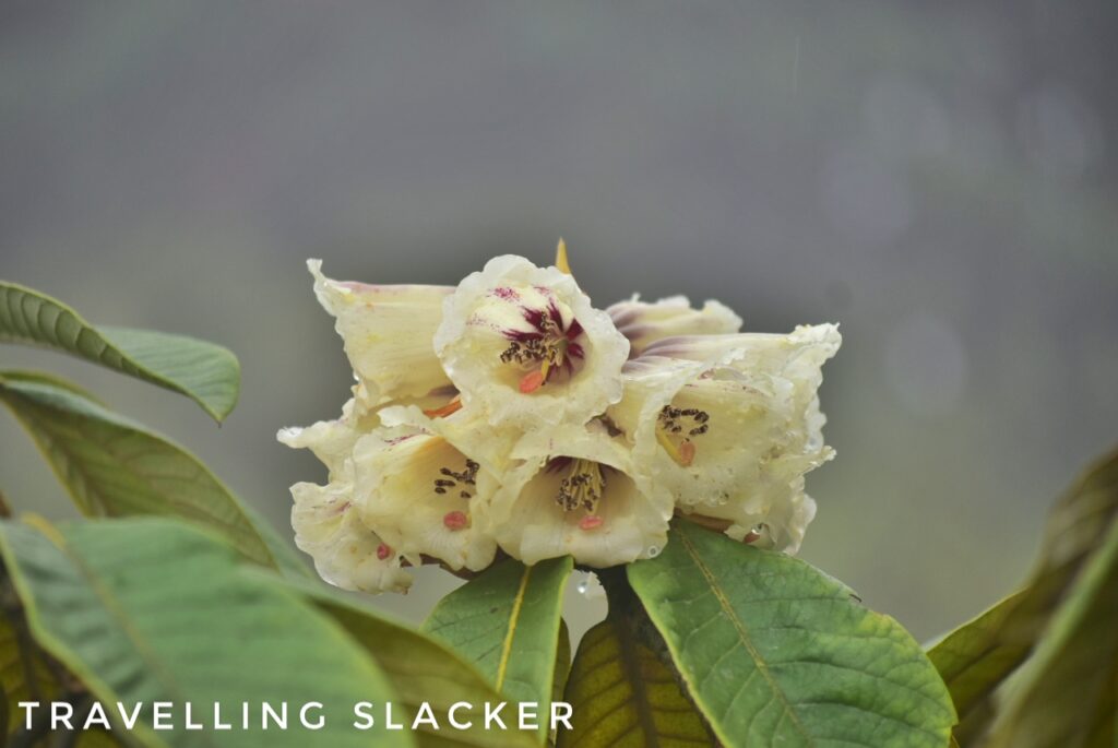 Rhododendron Falconeri