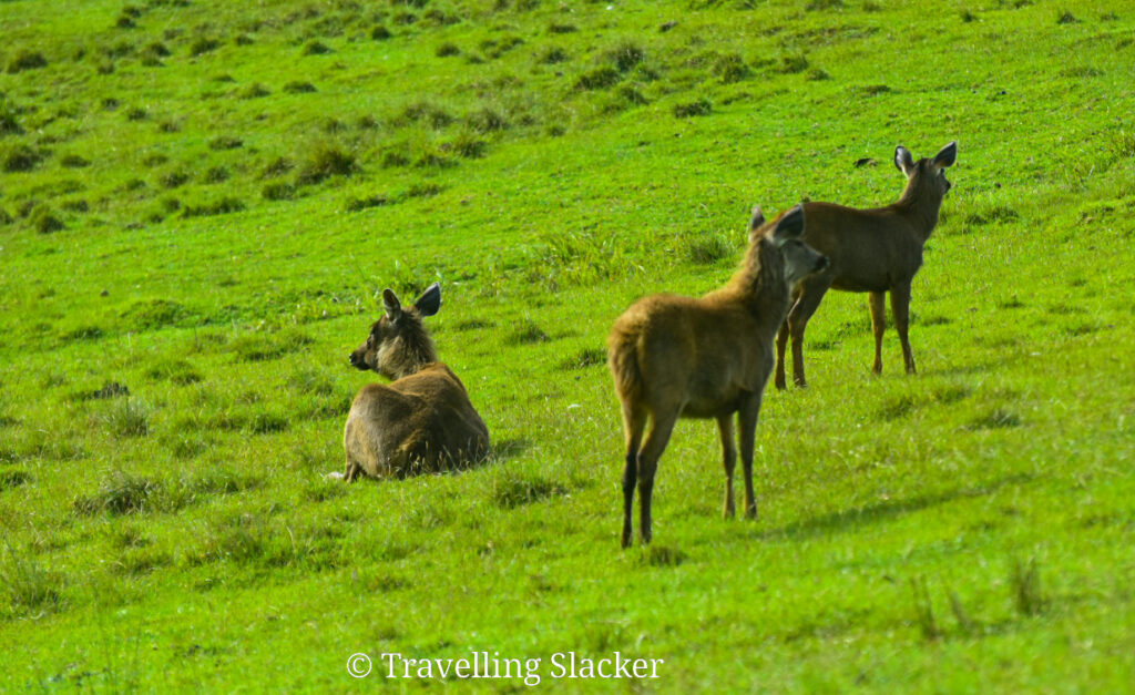 Sri lankan Sambhar Deer