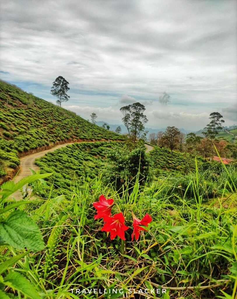 Tea Gardens of Sri Lanka