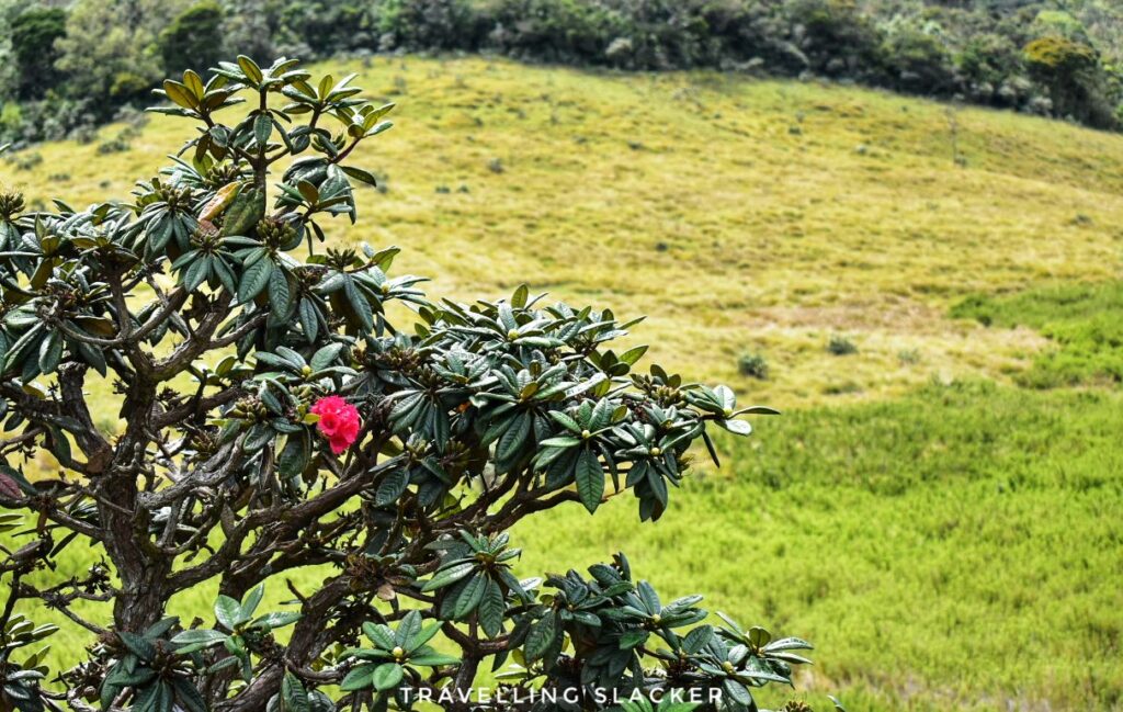 Rhododendron arboreum in Sri Lanka
