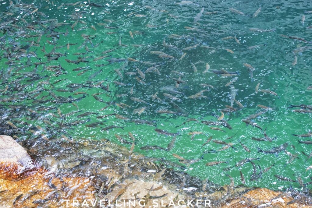 Jadesil Fish Sanctuary 15 01