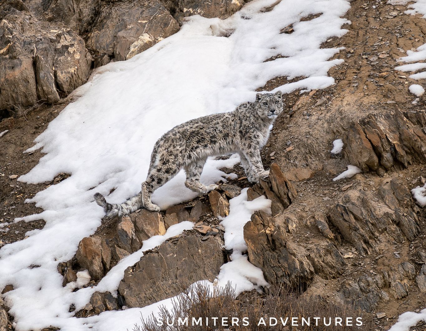 Why is a Snow Leopard Excursions Value So Excessive?