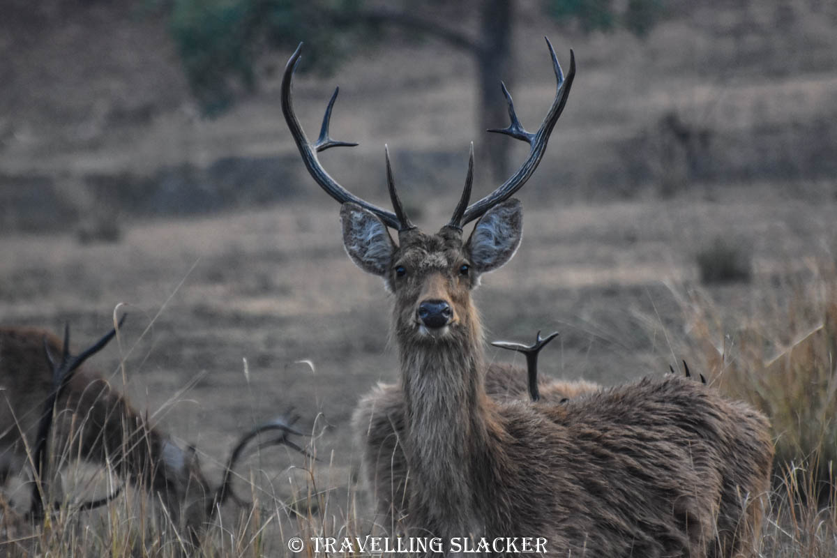 Kanha 20