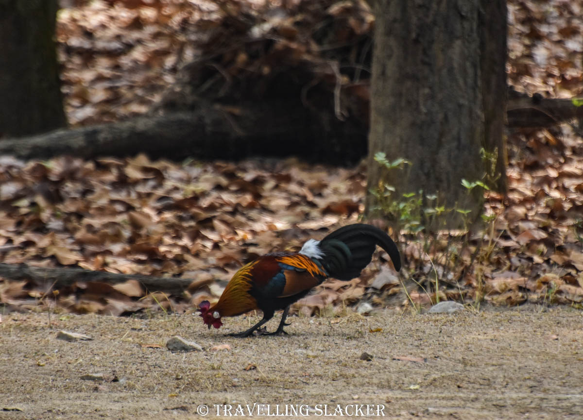 Kanha 56